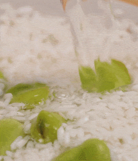 鍋底抹油，將淘洗干凈的大米，加蠶豆、清水，蓋蓋中火煮。